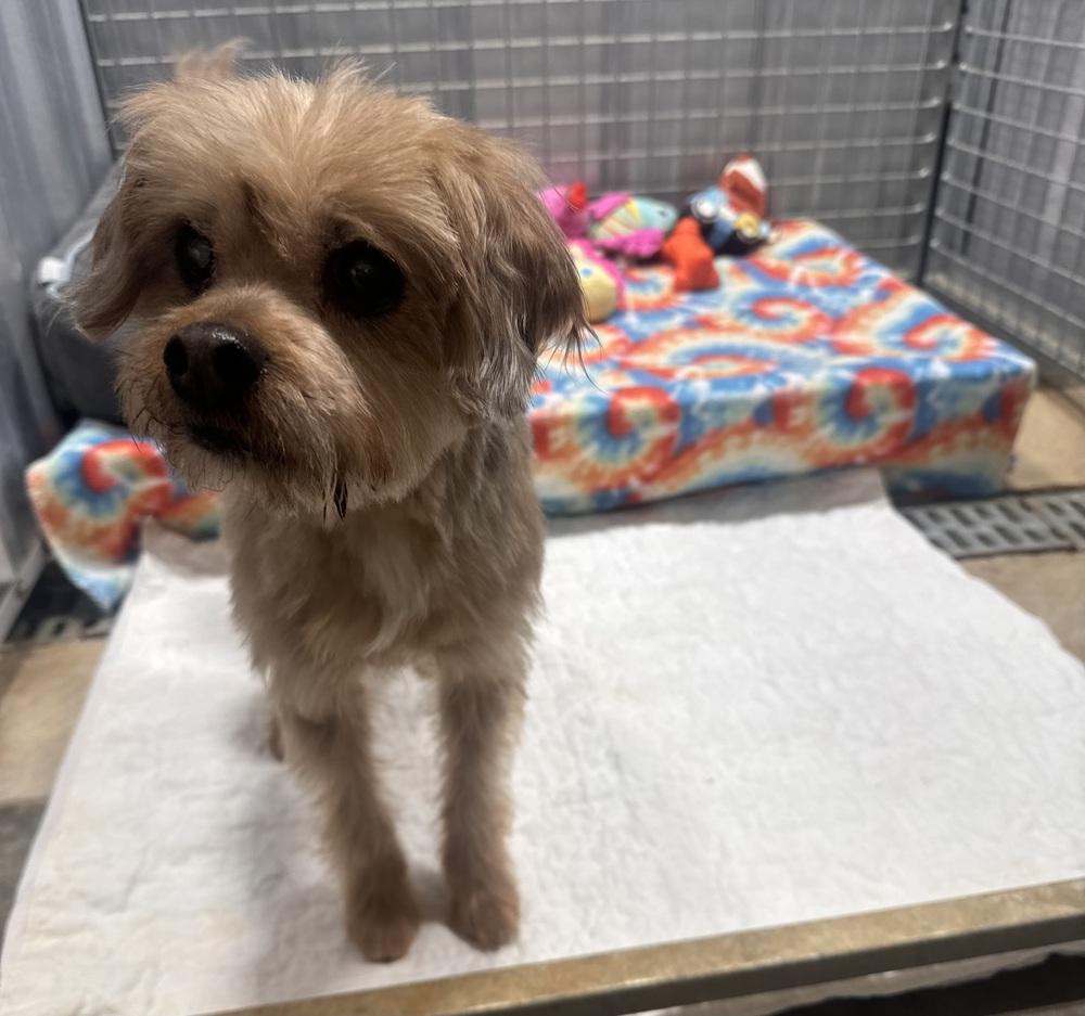 Mr. Munster, Adoptable, Senior Male Yorkshire Terrier.
