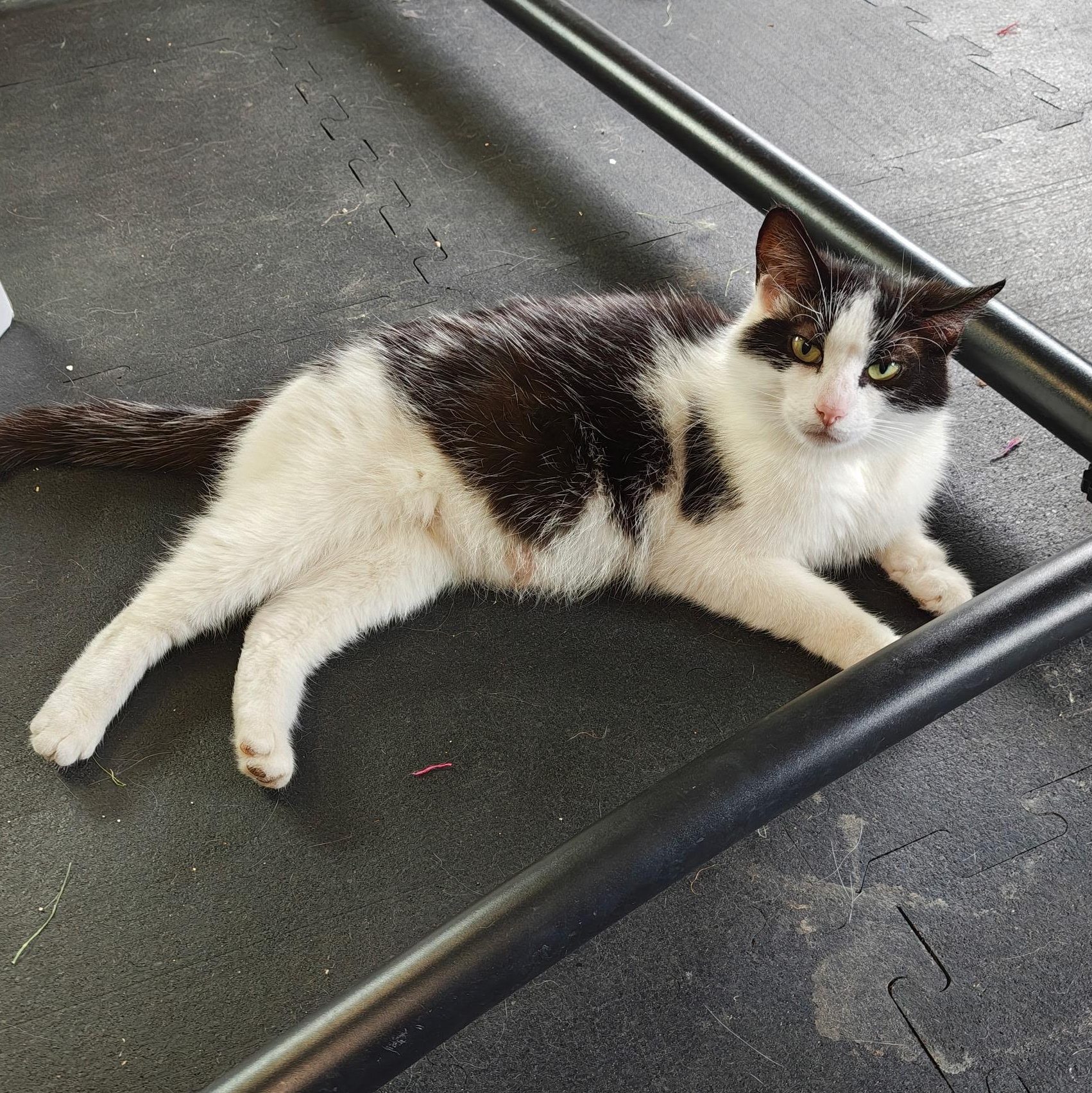 Luna - In Foster, ADOPTABLE, Young Female Domestic Medium Hair.