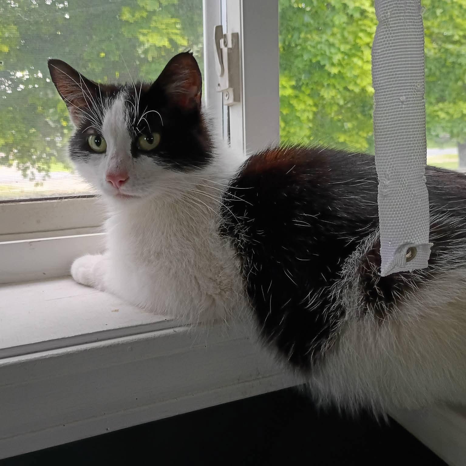 Luna - In Foster, a ADOPTABLE Domestic Medium Hair in Kalamazoo, MI image 2/3