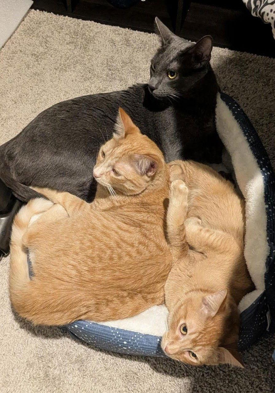 Oliver, Adoptable, Young Male Domestic Short Hair.