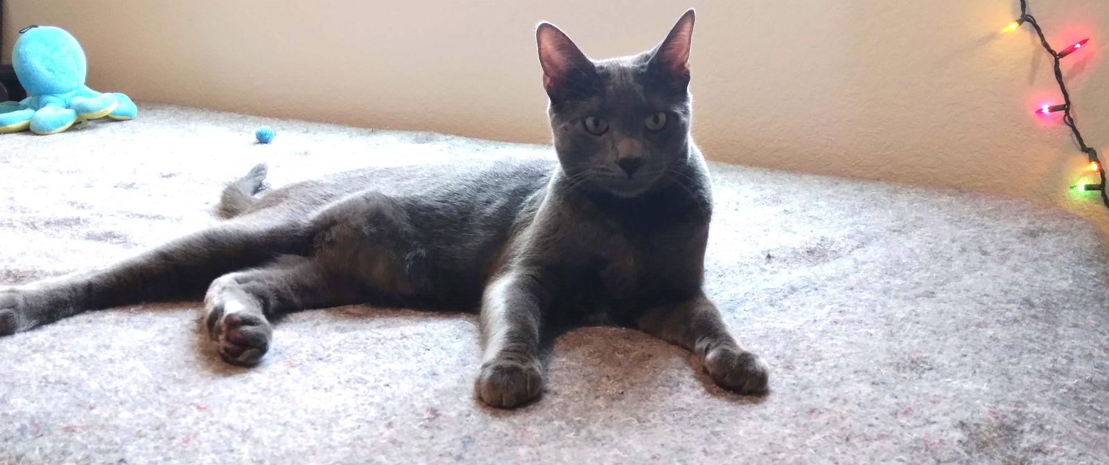 Enlarge Oliver, a Adoptable Domestic Short Hair in Woodland, CA image 3/4