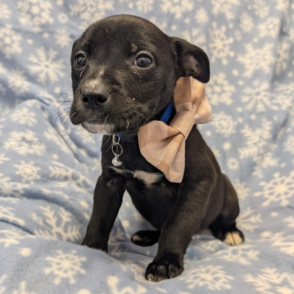 Enlarge Happy, a Adoptable Pit Bull Terrier in Emporia, KS image 1/6