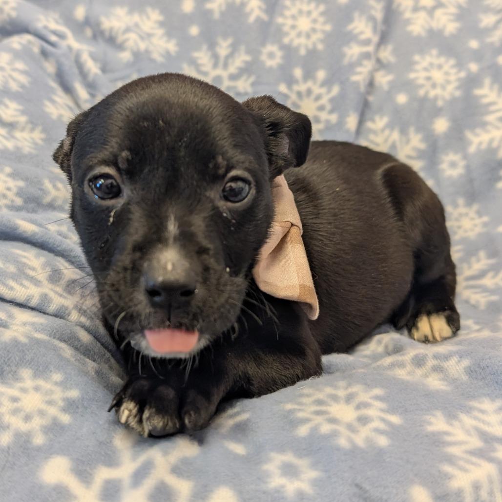 Enlarge Happy, a Adoptable Pit Bull Terrier in Emporia, KS image 2/6