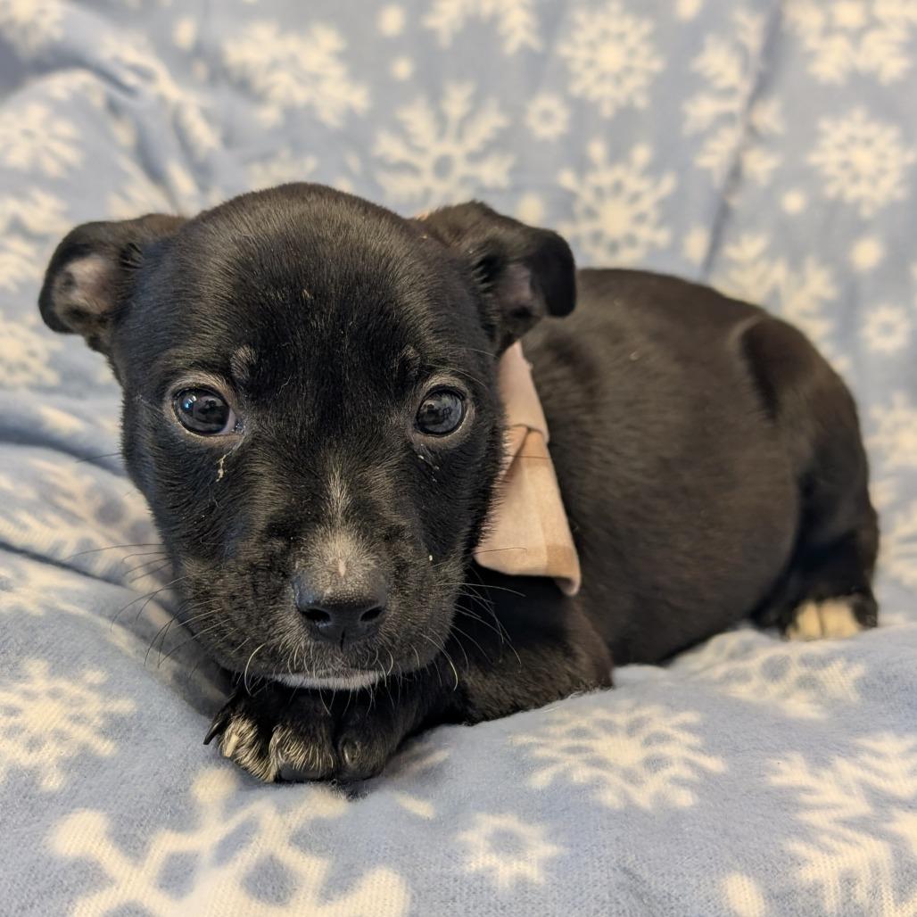 Enlarge Happy, a Adoptable Pit Bull Terrier in Emporia, KS image 3/6