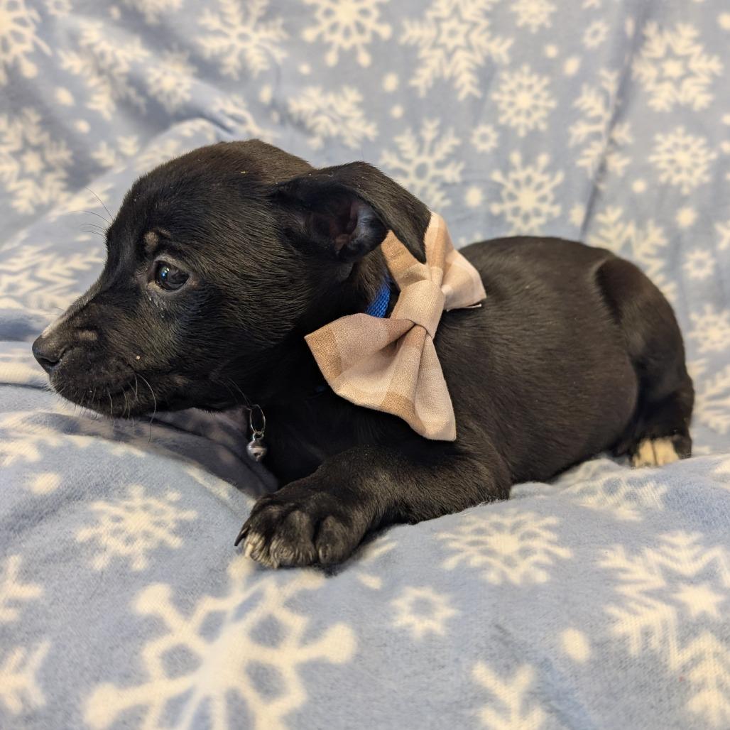 Enlarge Happy, a Adoptable Pit Bull Terrier in Emporia, KS image 4/6