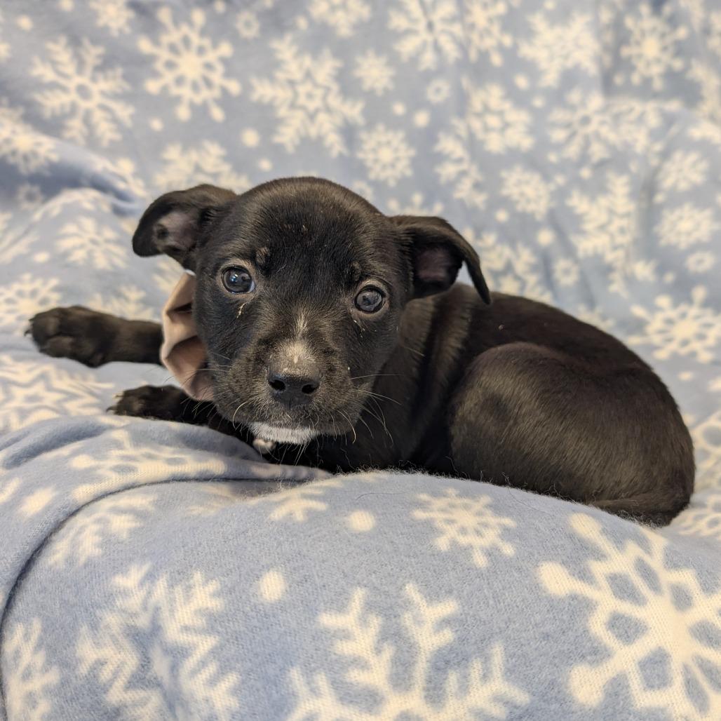 Enlarge Happy, a Adoptable Pit Bull Terrier in Emporia, KS image 5/6