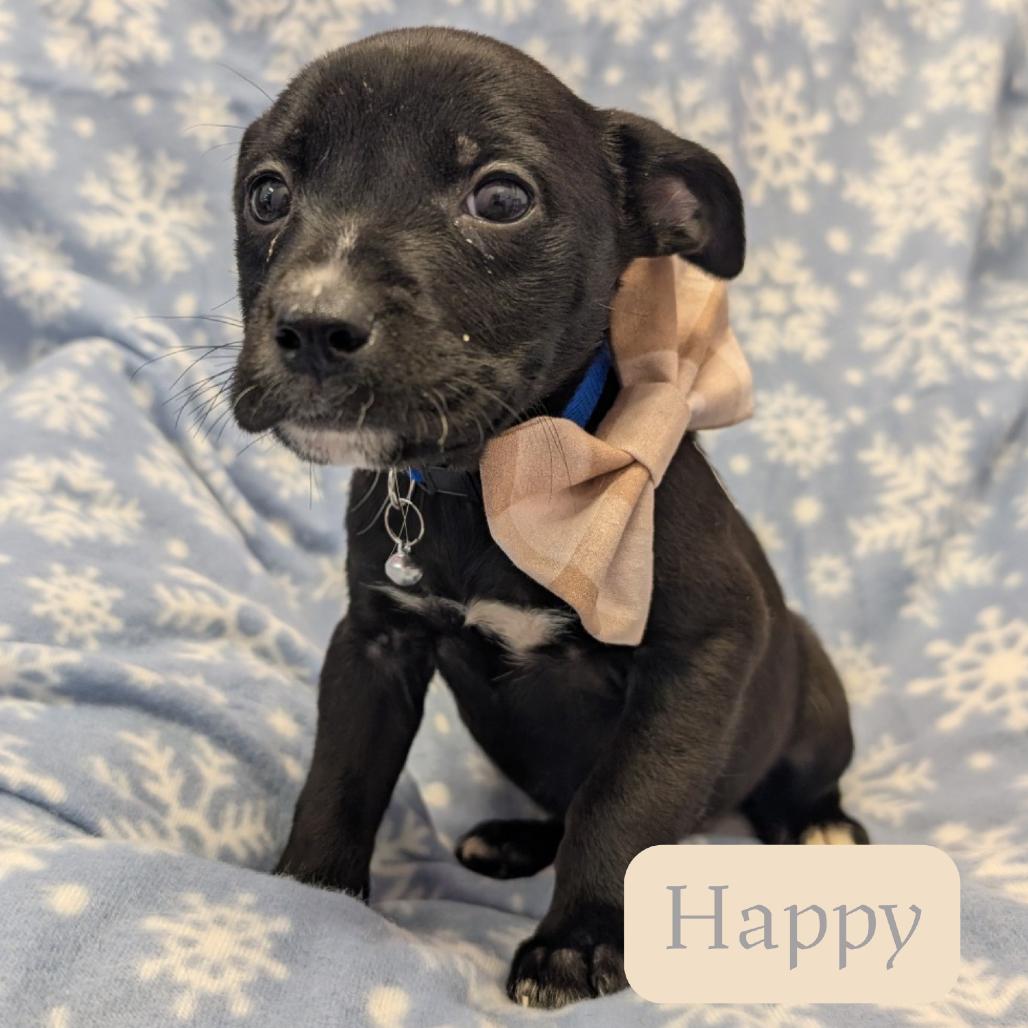 Enlarge Happy, a Adoptable Pit Bull Terrier in Emporia, KS image 6/6
