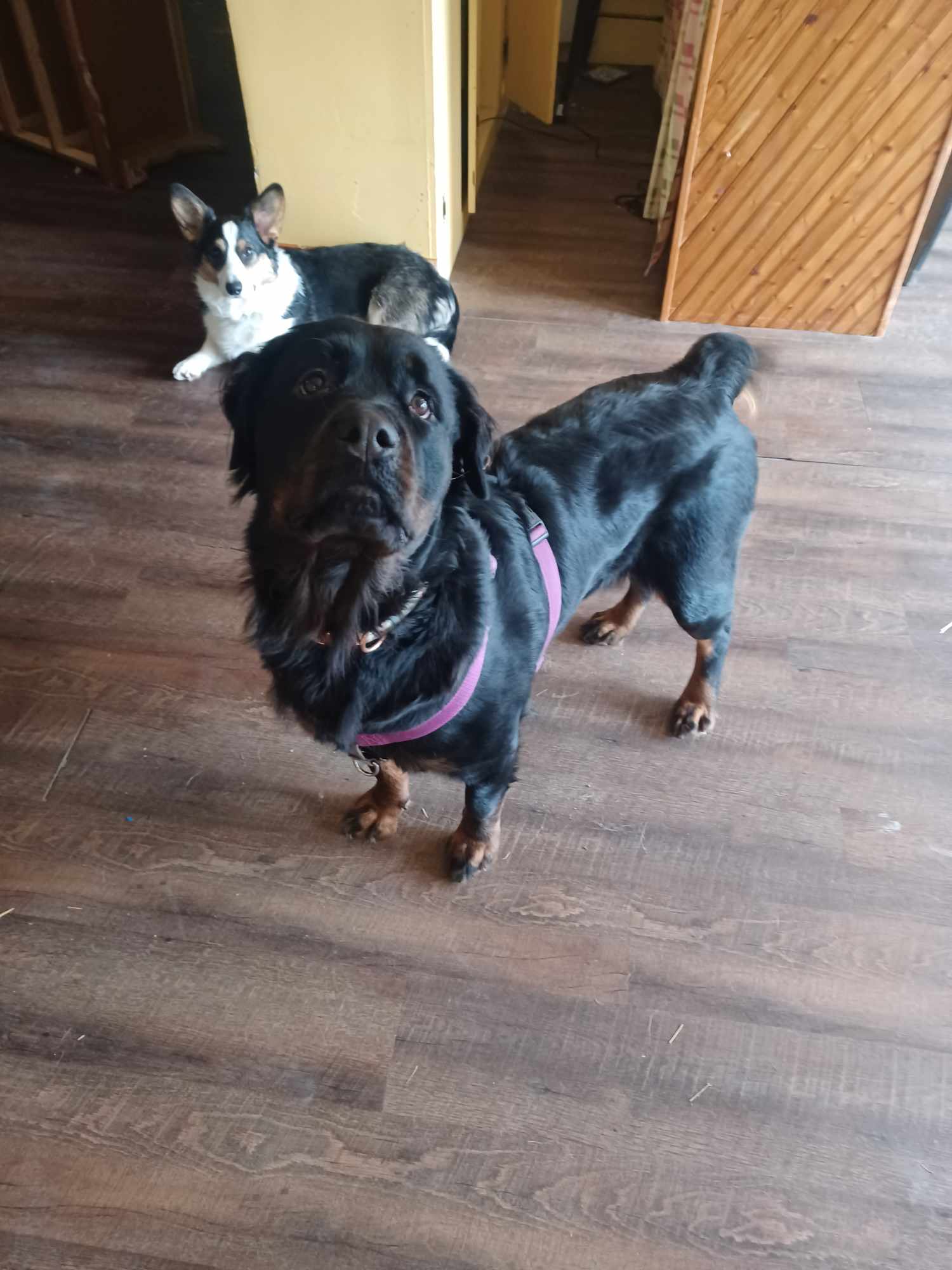 Sassy URGENT FOSTER or ADOPTER, Adoptable, Adult Female Rottweiler.