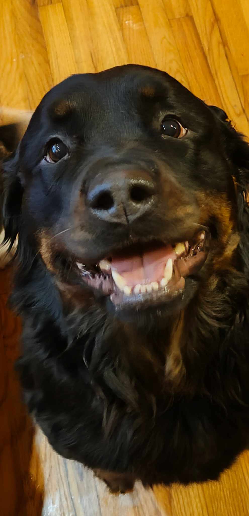 Sassy URGENT FOSTER or ADOPTER, a Adoptable Rottweiler in Albany, NY image 2/2