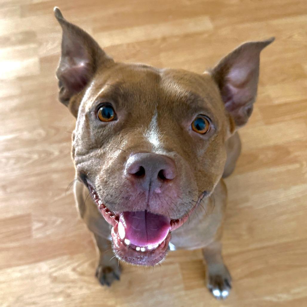 Enlarge Blessing, a Adoptable Pit Bull Terrier in Los Angeles, CA image 2/6