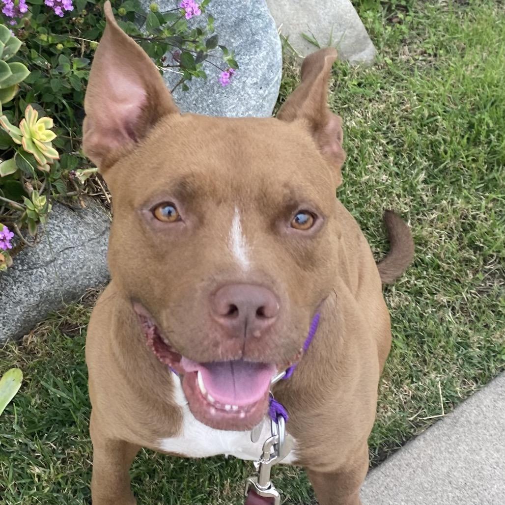 Enlarge Blessing, a Adoptable Pit Bull Terrier in Los Angeles, CA image 3/6