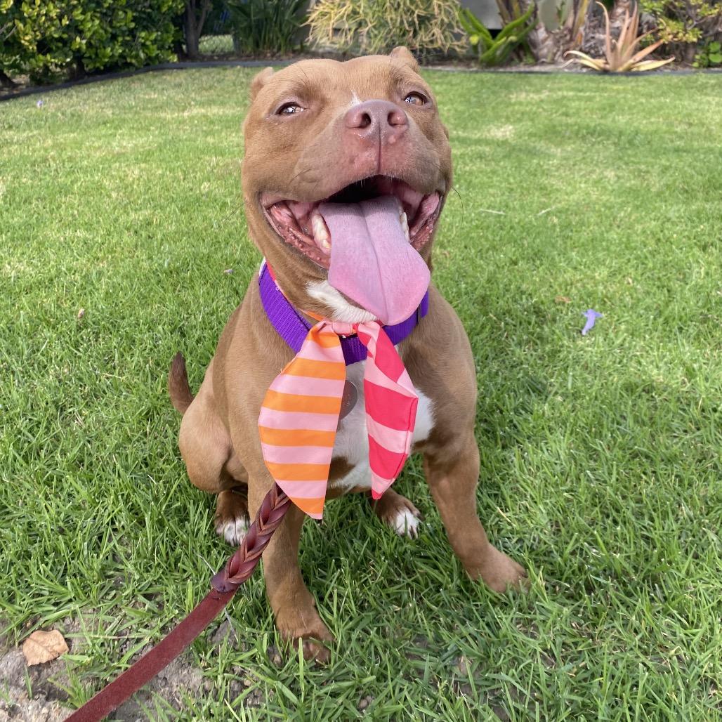 Enlarge Blessing, a Adoptable Pit Bull Terrier in Los Angeles, CA image 5/6