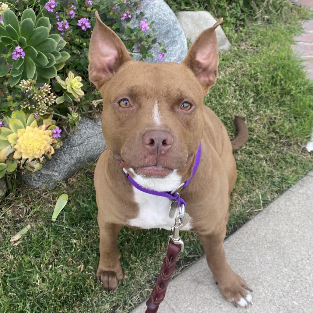 Enlarge Blessing, a Adoptable Pit Bull Terrier in Los Angeles, CA image 6/6