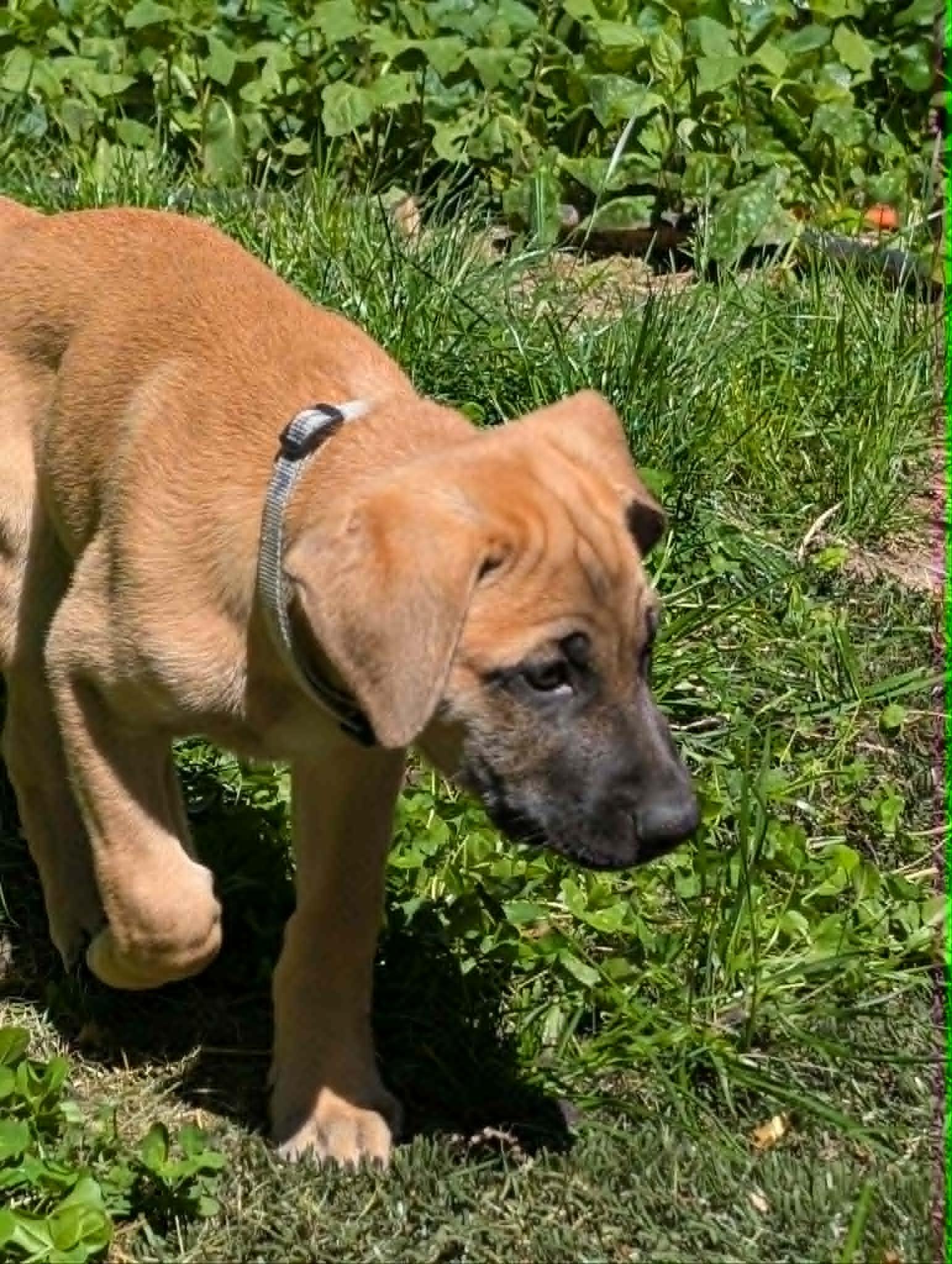 Enlarge Archer, a ADOPTABLE mixed breed in Battle Creek, MI image 3/3