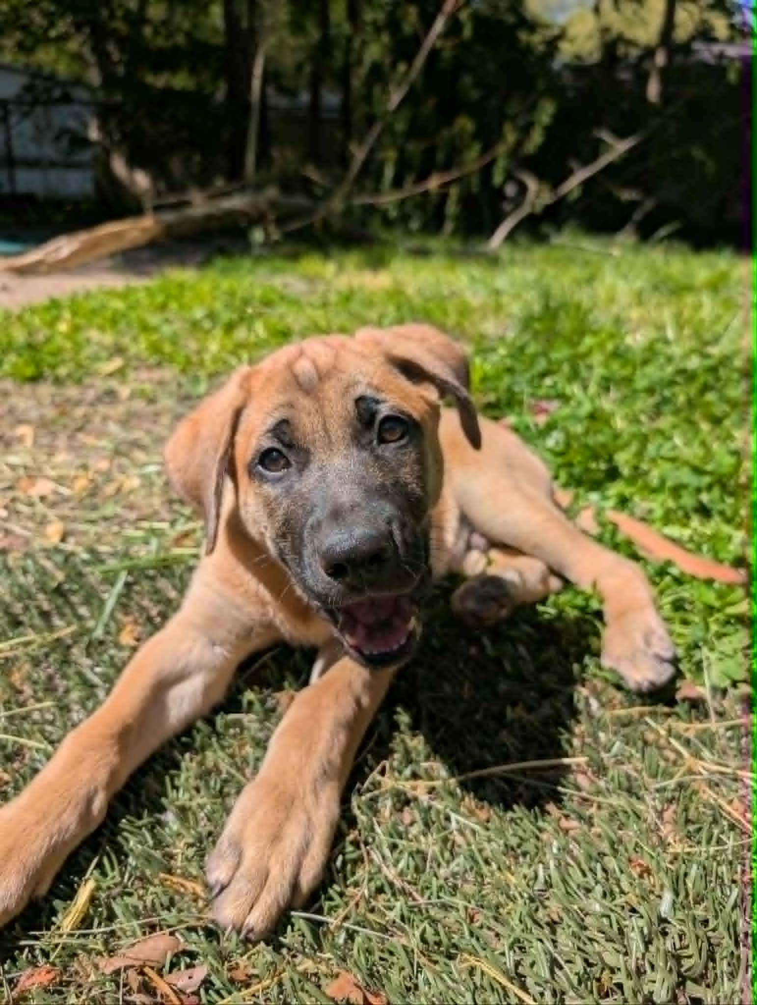 Enlarge Archer, a ADOPTABLE mixed breed in Battle Creek, MI image 2/3