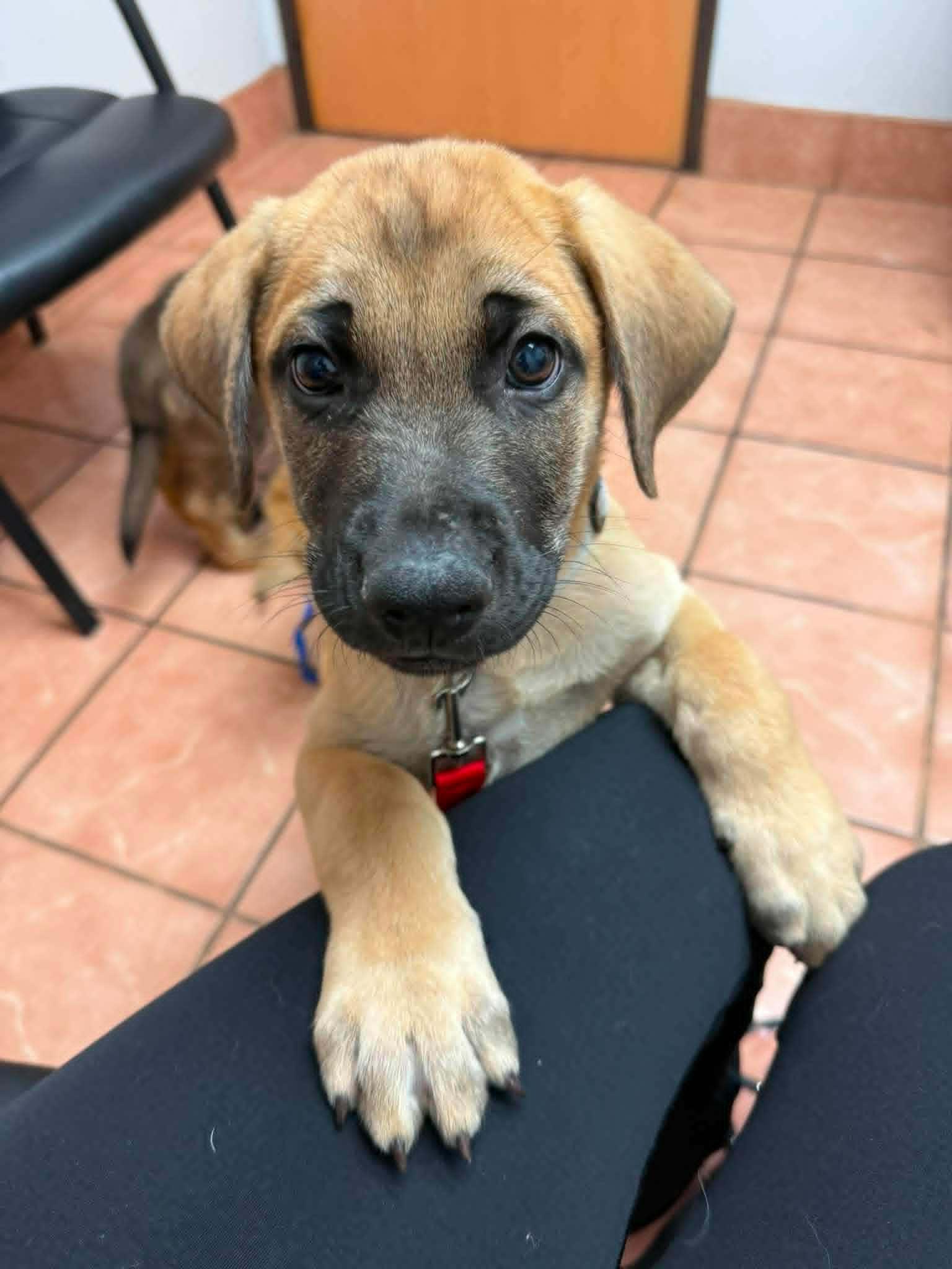 Enlarge Archer, a ADOPTABLE mixed breed in Battle Creek, MI image 1/3