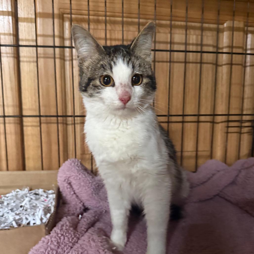 Enlarge Dolly, a Adoptable Domestic Short Hair in Garfield, AR image 1/1