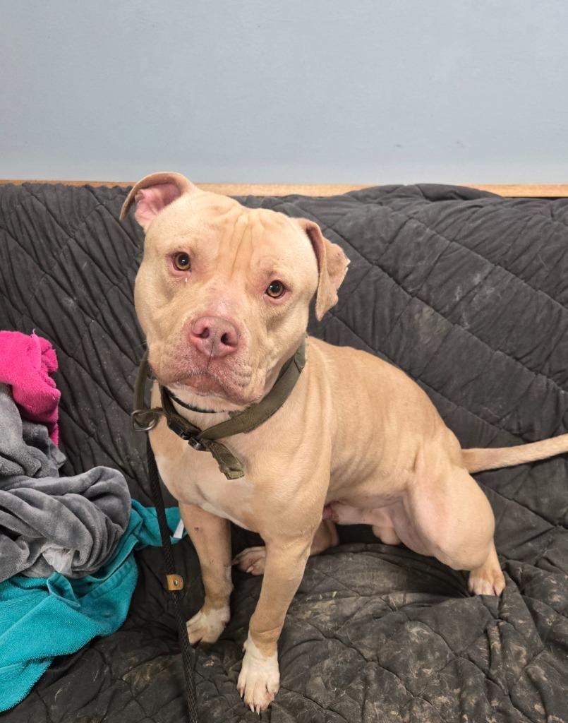 Enlarge Sampson, a Adoptable Pit Bull Terrier in Marion, OH image 1/1