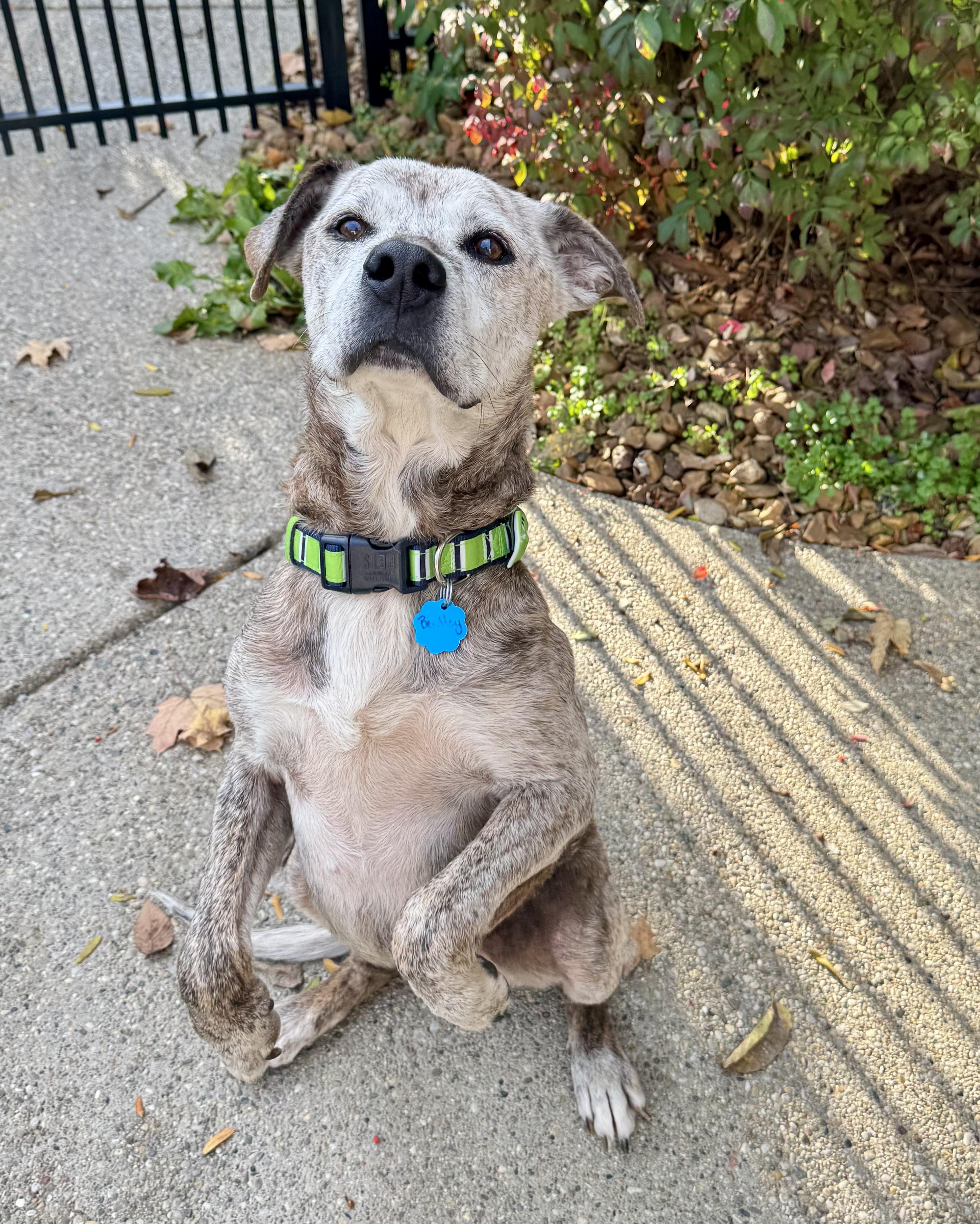 Bentley, Adoptable, Senior Male Catahoula Leopard Dog.