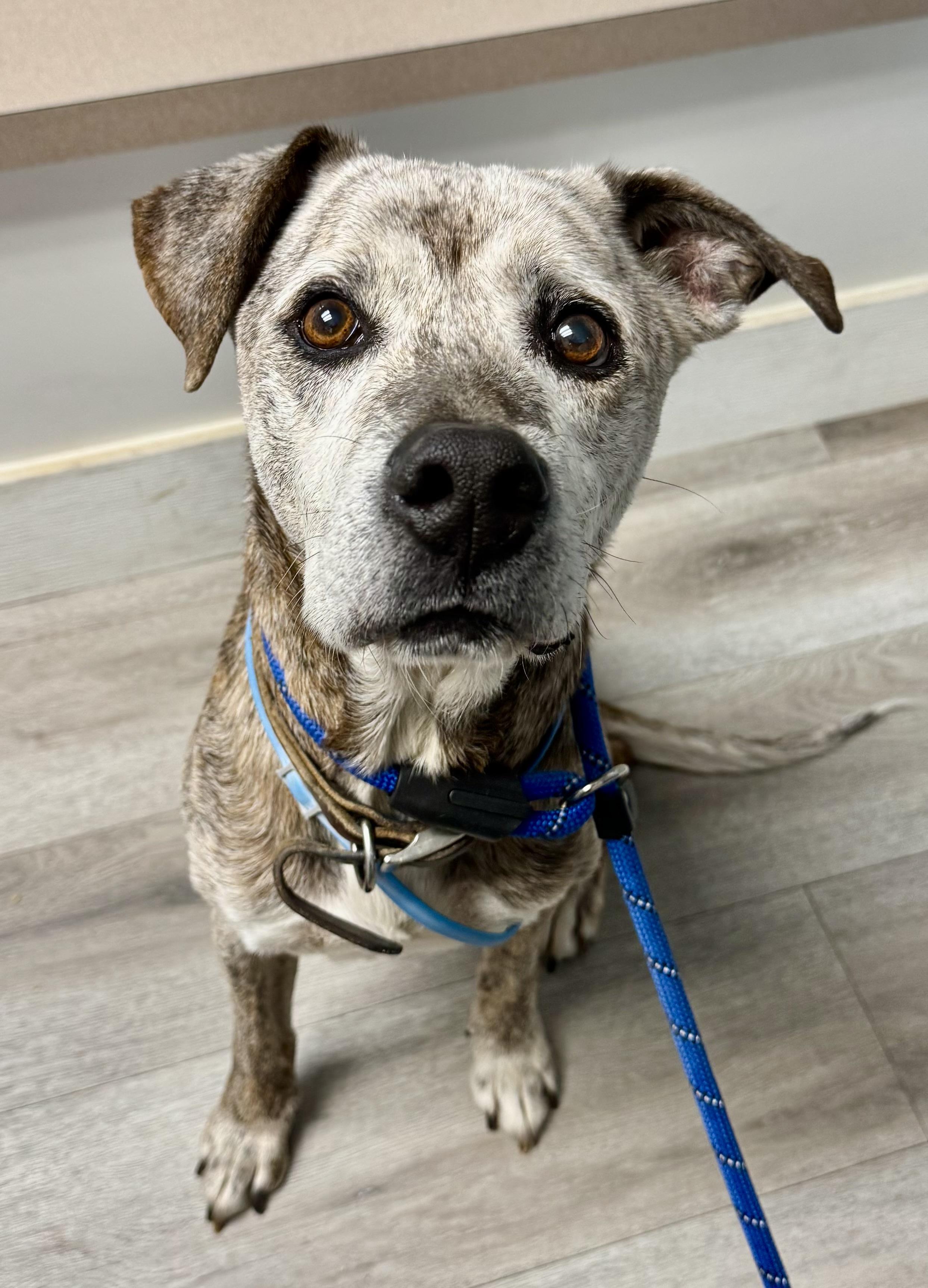 Enlarge Bentley, a Adoptable mixed breed in Milford, OH image 2/3