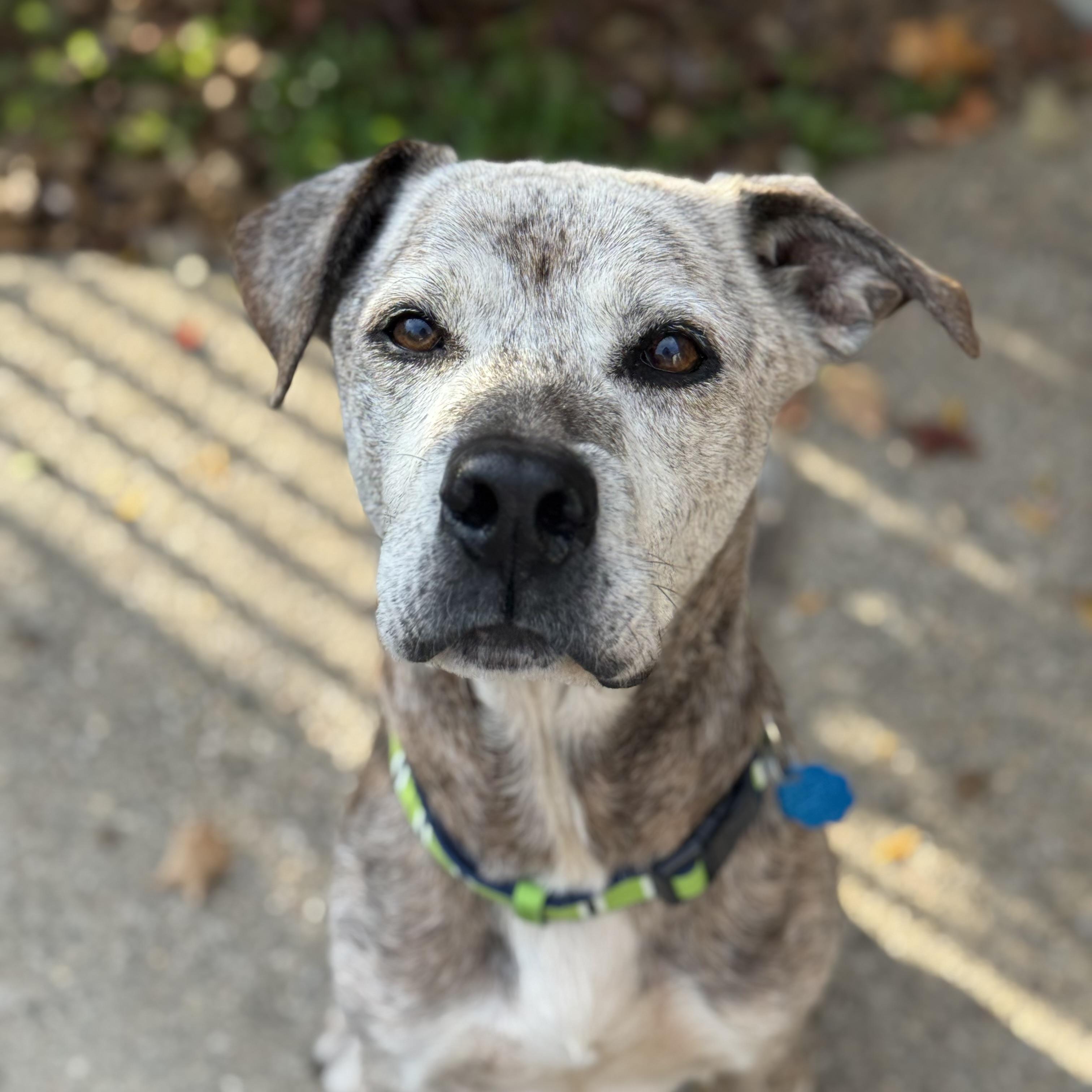 Enlarge Bentley, a Adoptable mixed breed in Milford, OH image 3/3