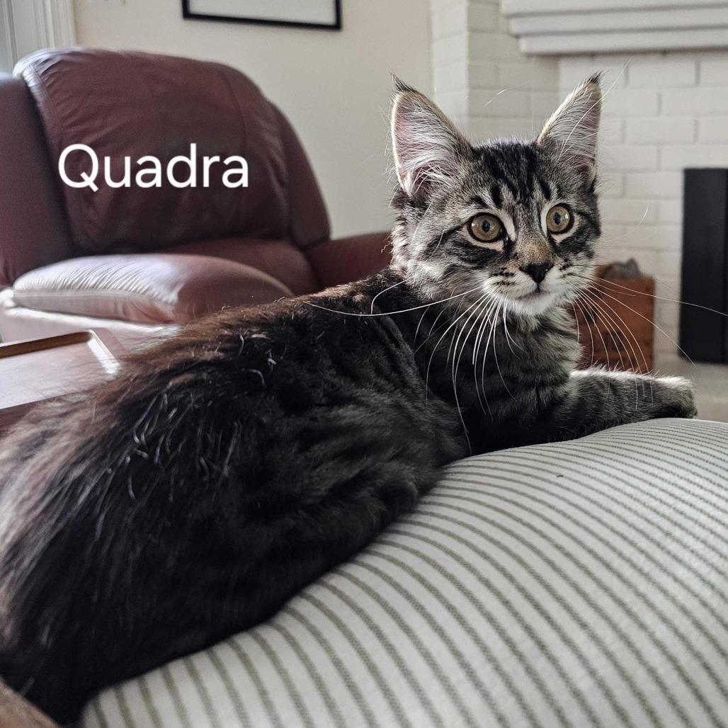 Quadra, Adoptable, Kitten Female Domestic Medium Hair.