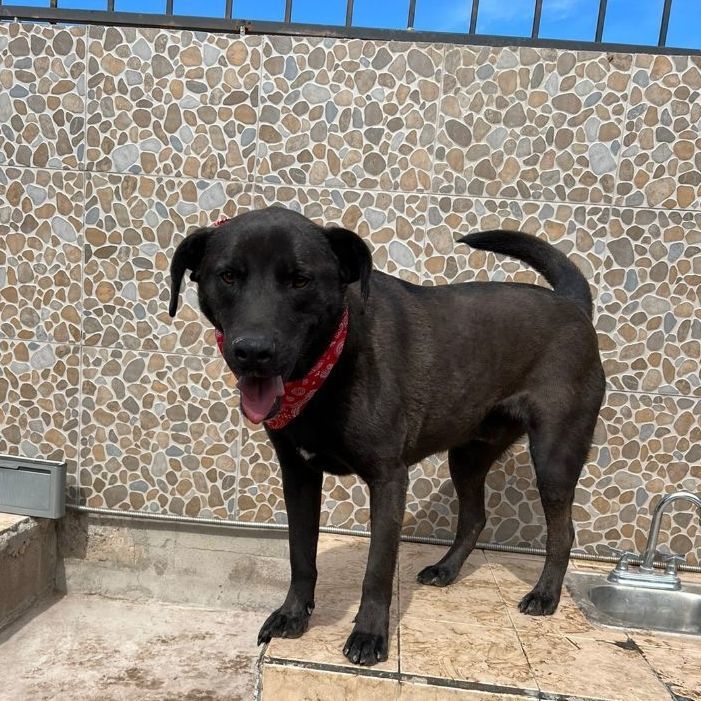 Enlarge Pablo, a Adoptable Labrador Retriever in Nogales , AZ image 1/6