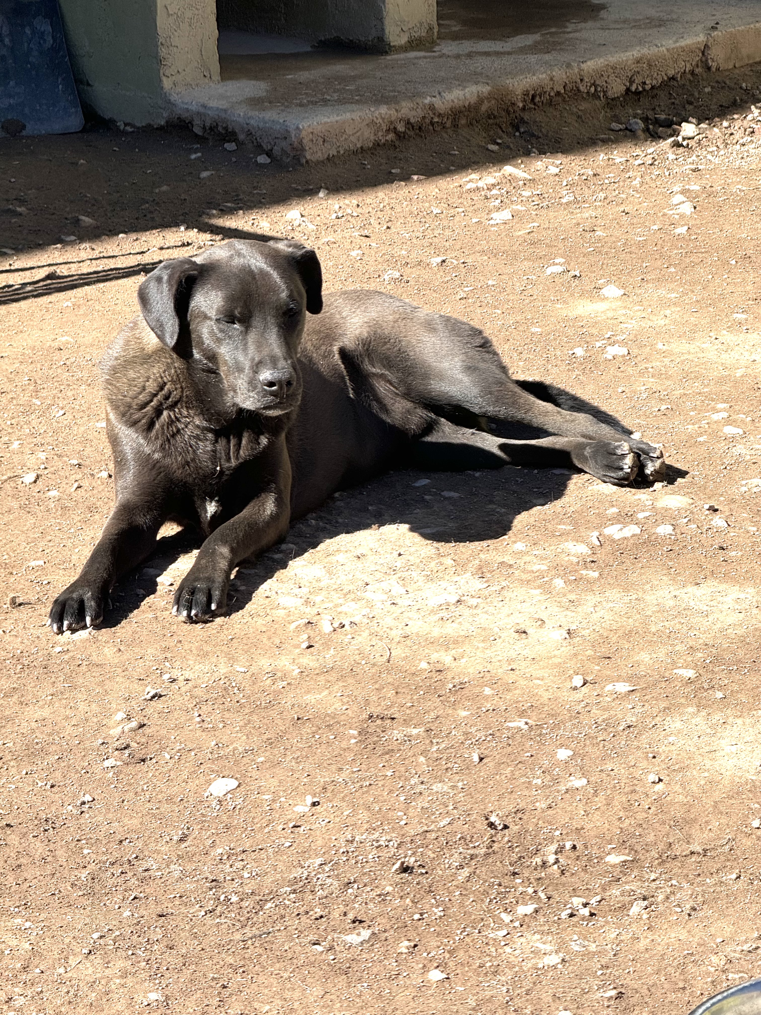 Enlarge Pablo, a Adoptable Labrador Retriever in Nogales , AZ image 2/6