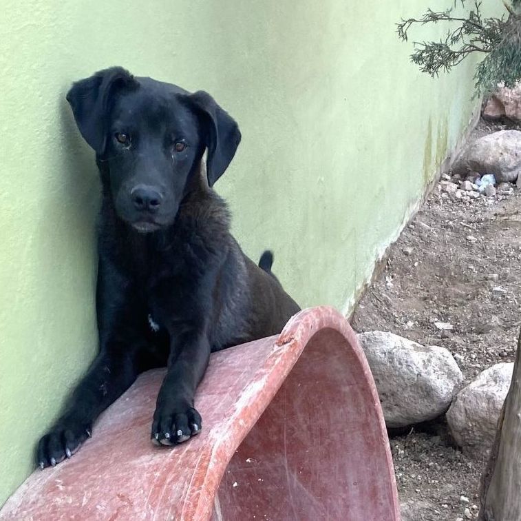 Enlarge Pablo, a Adoptable Labrador Retriever in Nogales , AZ image 3/6