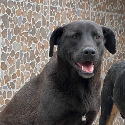 Enlarge Pablo, a Adoptable Labrador Retriever in Nogales , AZ image 4/6