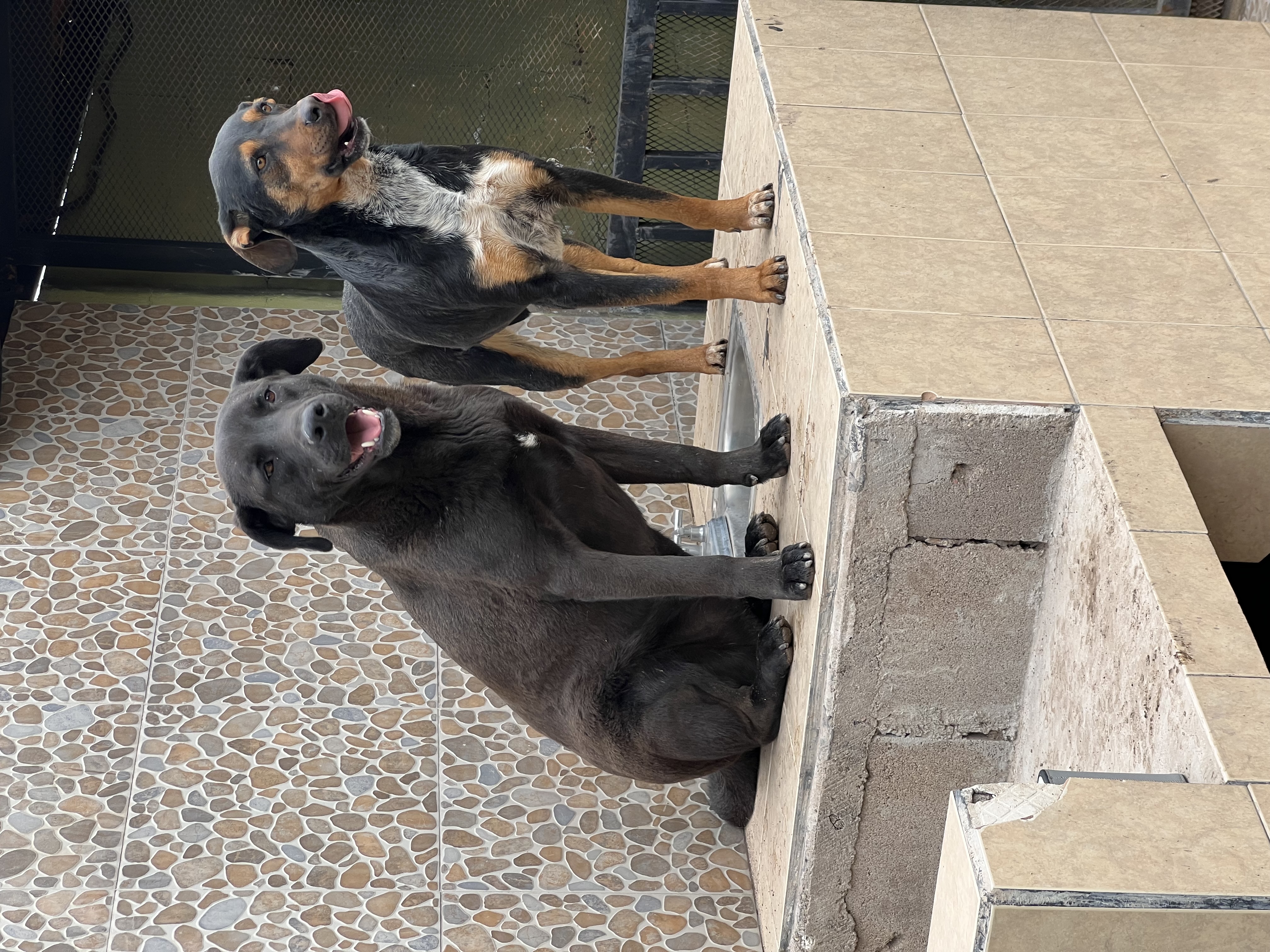 Enlarge Pablo, a Adoptable Labrador Retriever in Nogales , AZ image 5/6
