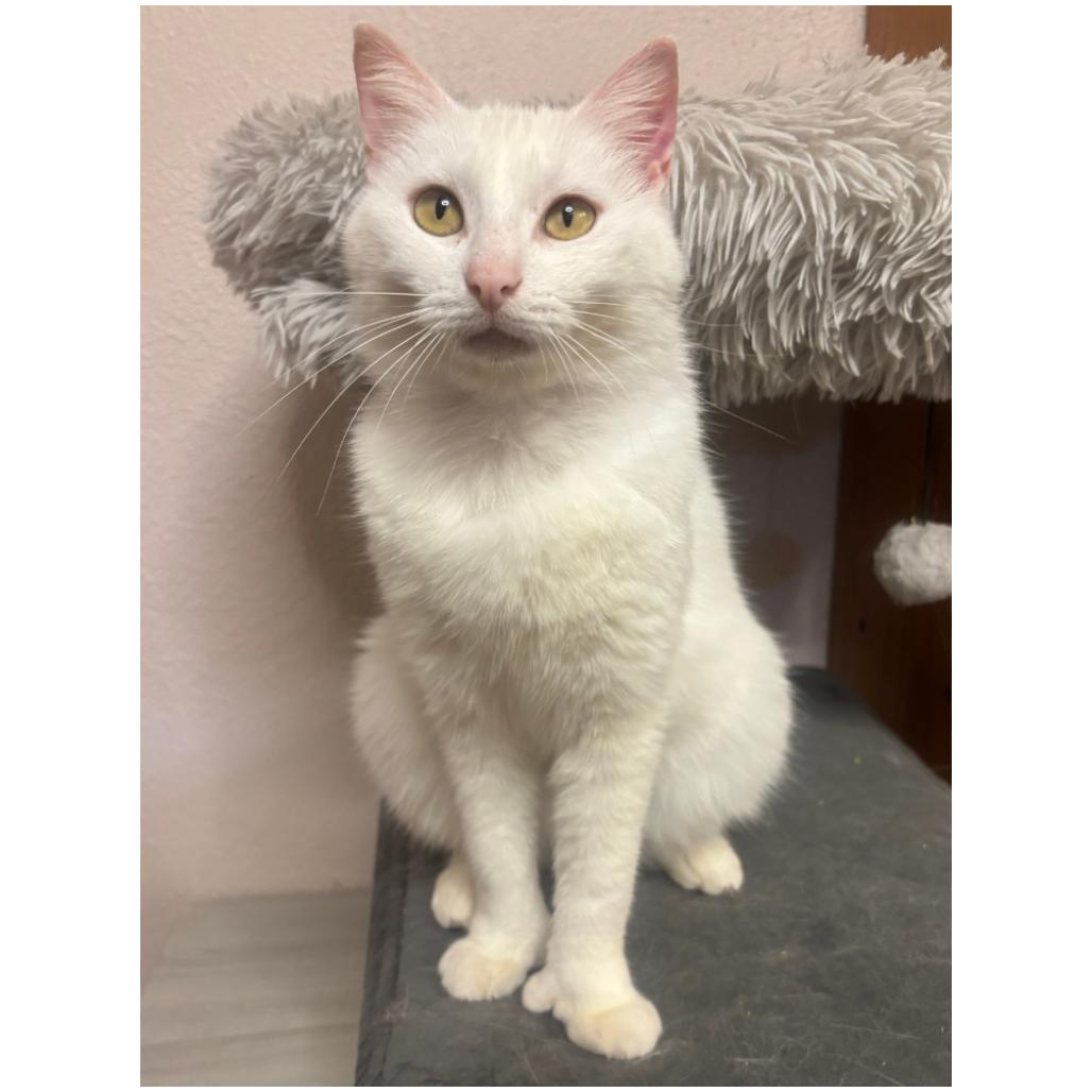 Enlarge Thumbelina 2, a Adoptable Extra-Toes Cat / Hemingway Polydactyl in Bulverde, TX image 2/3