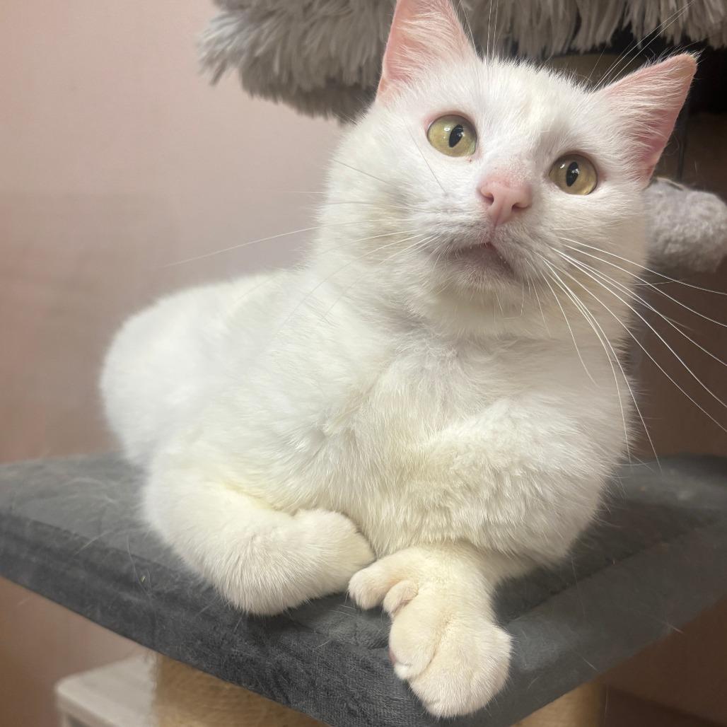 Enlarge Thumbelina 2, a Adoptable Extra-Toes Cat / Hemingway Polydactyl in Bulverde, TX image 3/3