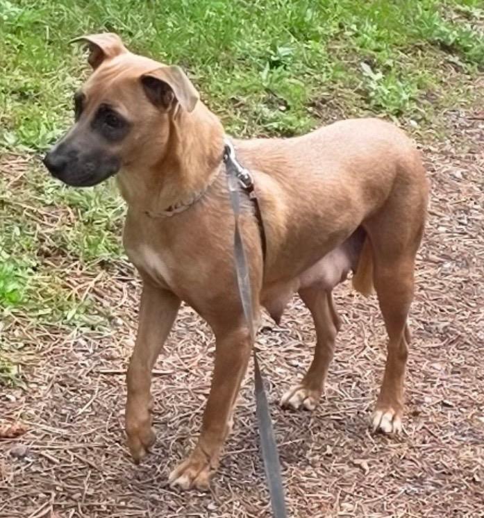 Belinda, a Adoptable mixed breed in Thompson Falls, MT image 1/2