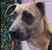 Belinda, a Adoptable mixed breed in Thompson Falls, MT image 2/2
