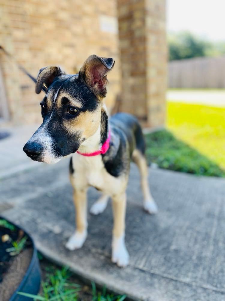Chili , Adoptable, Young Female Jack Russell Terrier & Mixed Breed.