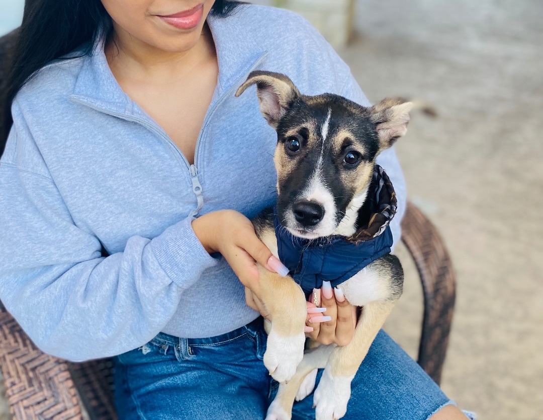 Enlarge Chili , a Adoptable mixed breed in East Hartford, CT image 2/9