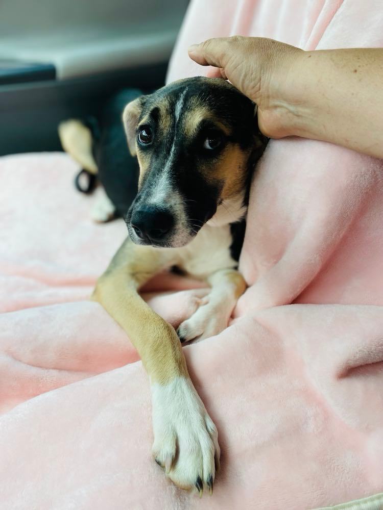 Enlarge Chili , a Adoptable mixed breed in East Hartford, CT image 3/9