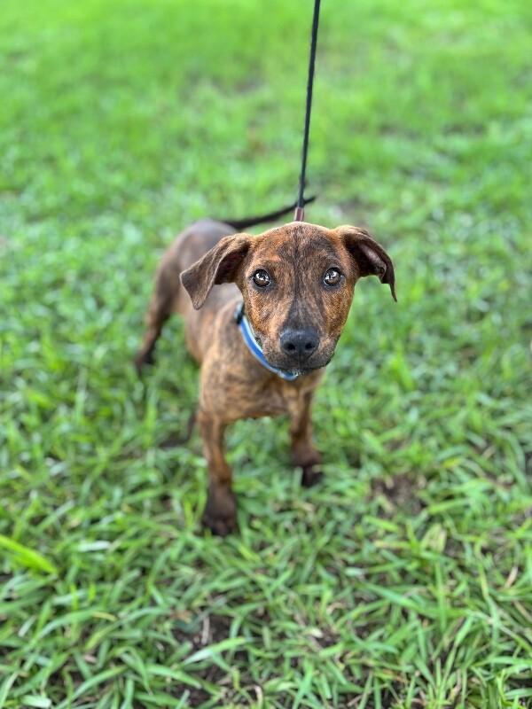 Charles, Adoptable, Young Male Labrador Retriever & Hound.