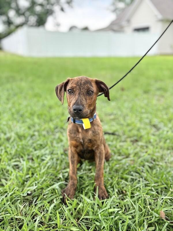 Enlarge Charles, a Adoptable mixed breed in Berkeley Heights, NJ image 5/6