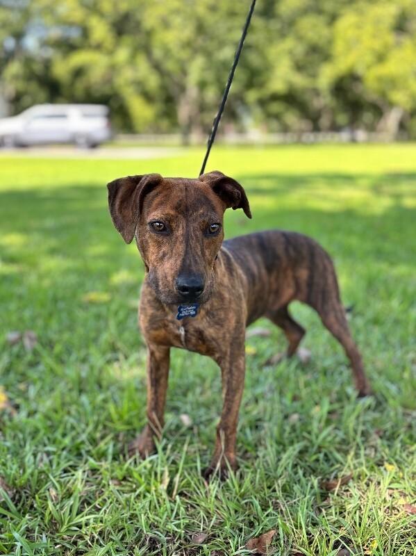 Enlarge Charles, a Adoptable mixed breed in Berkeley Heights, NJ image 1/6