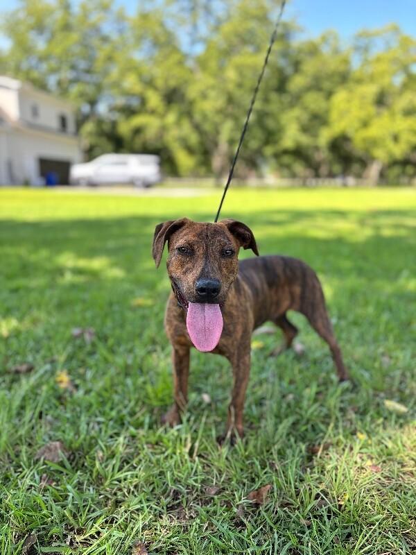 Enlarge Charles, a Adoptable mixed breed in Berkeley Heights, NJ image 2/6