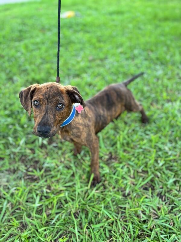 Enlarge Charles, a Adoptable mixed breed in Berkeley Heights, NJ image 6/6