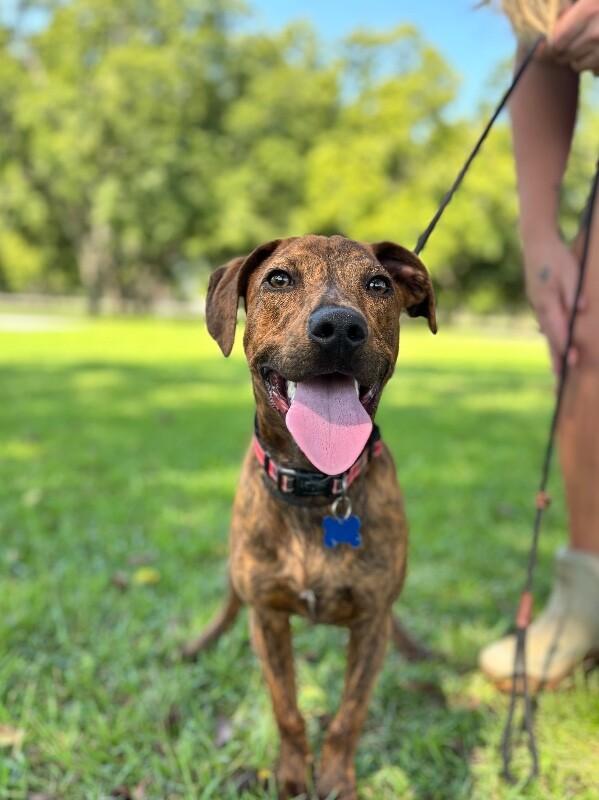 Enlarge Charles, a Adoptable mixed breed in Berkeley Heights, NJ image 3/6