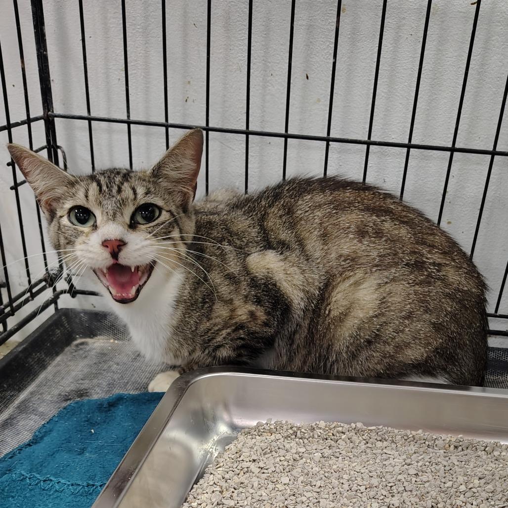 Enlarge Ophelia, a Adoptable Domestic Short Hair in Coos Bay, OR image 1/3