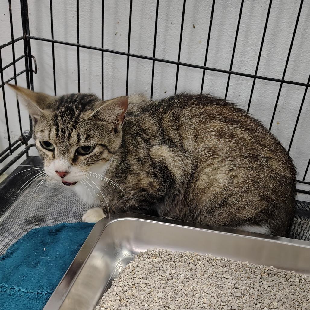 Enlarge Ophelia, a Adoptable Domestic Short Hair in Coos Bay, OR image 2/3