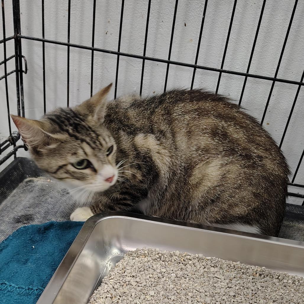 Enlarge Ophelia, a Adoptable Domestic Short Hair in Coos Bay, OR image 3/3