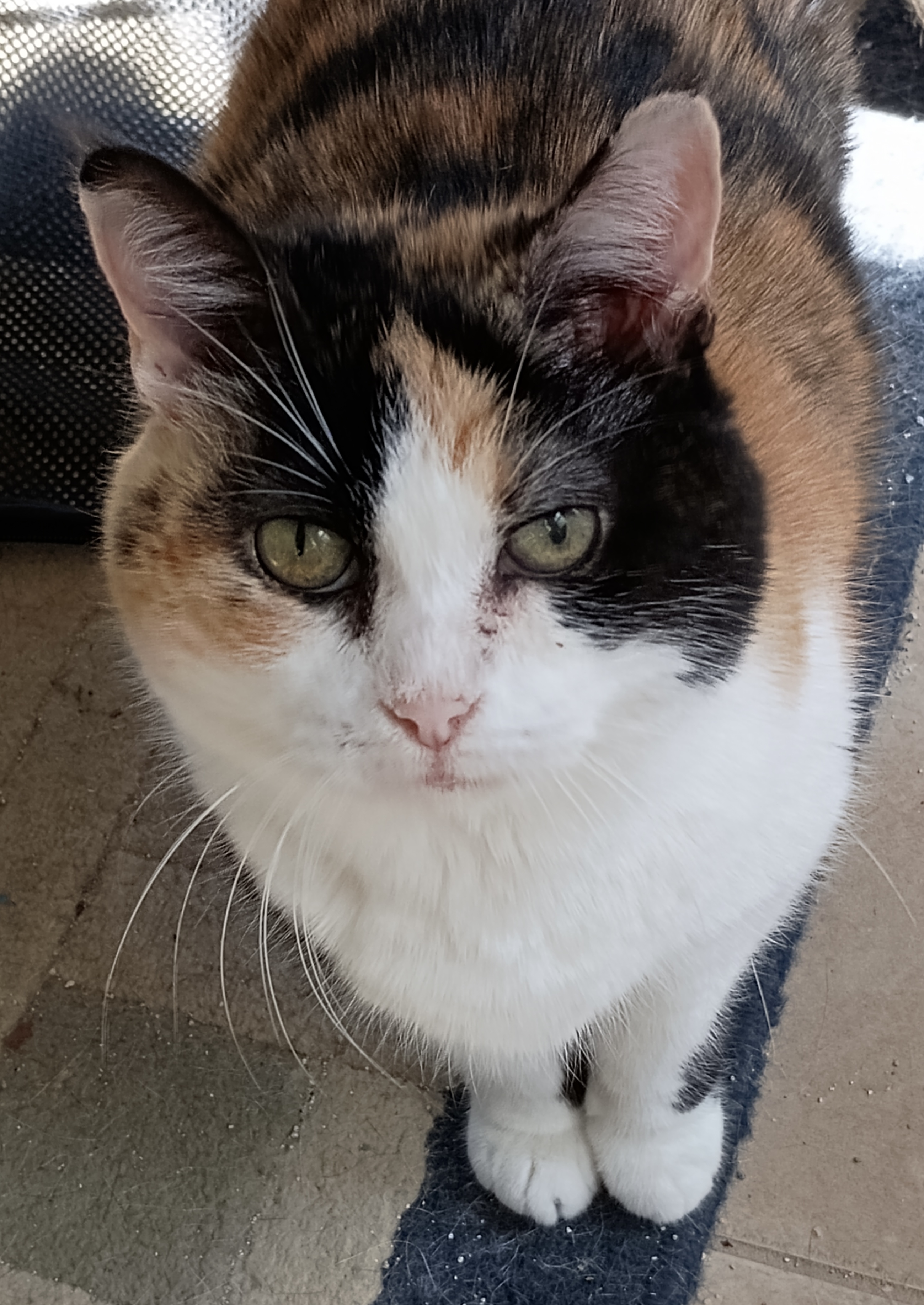 Ellaree, a Adoptable Calico in Columbia, SC image 2/8