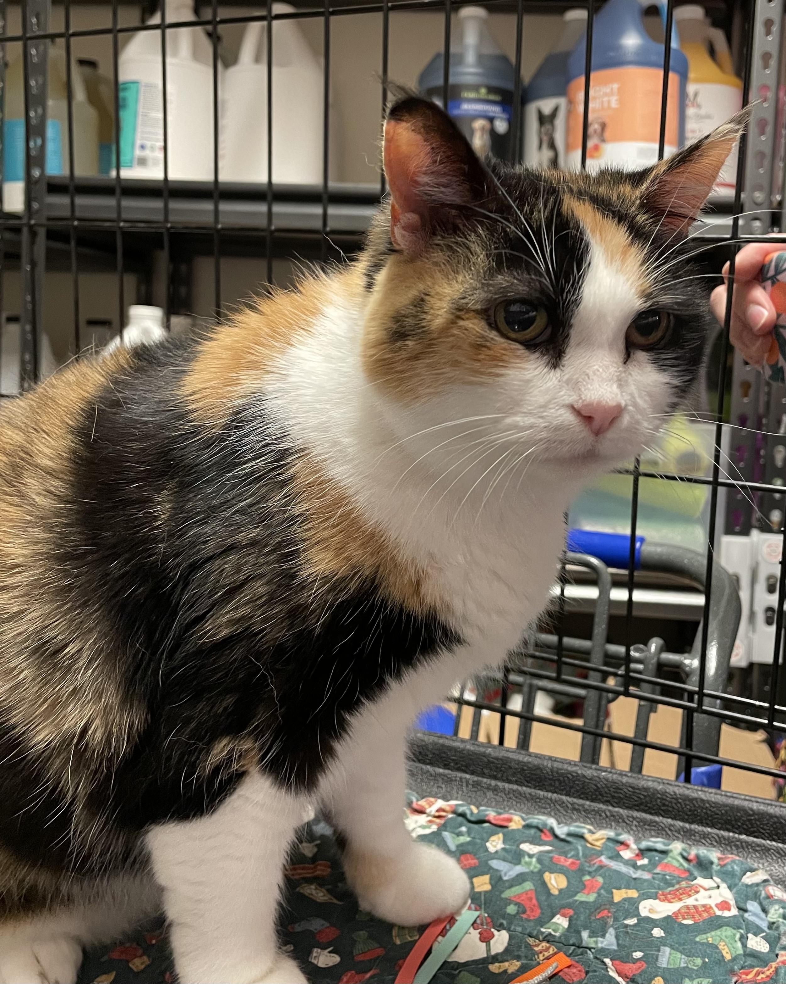 Ellaree, Adoptable, Adult Female Calico.