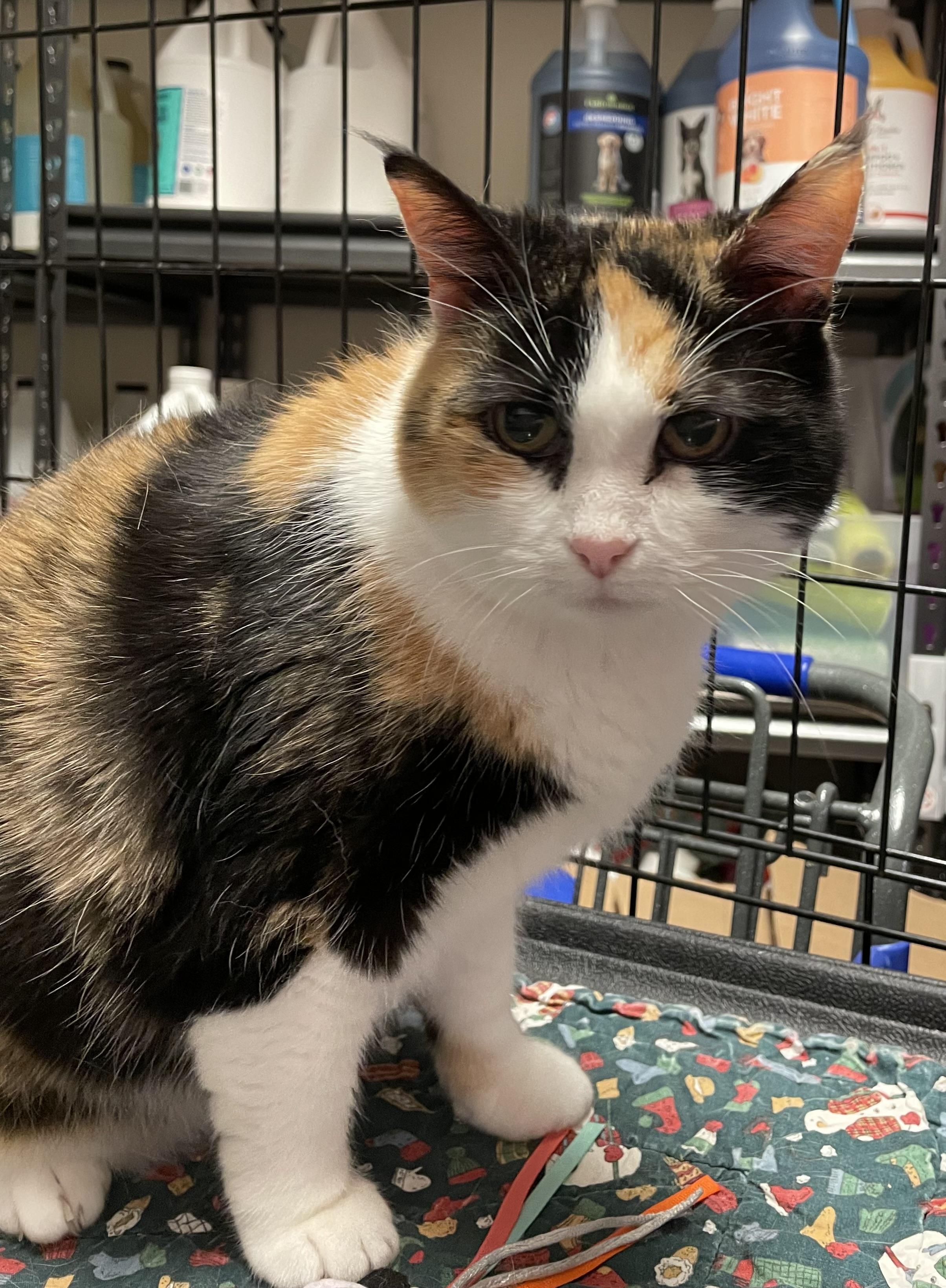 Ellaree, a Adoptable Calico in Columbia, SC image 6/8